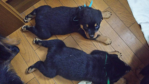 ロットワイラーの子犬　ブリーダー 子犬専門　AngelWan 横浜