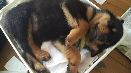 ロットワイラーの子犬　ブリーダー 子犬専門　AngelWan 横浜