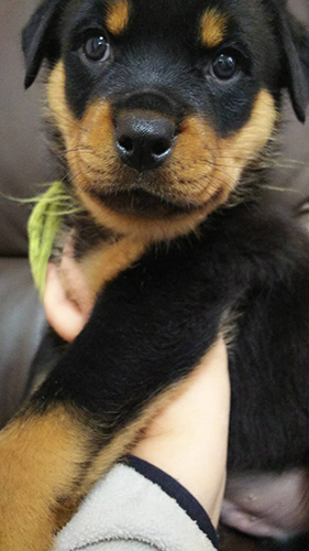 ロットワイラーの子犬　ブリーダー 子犬専門　AngelWan 横浜