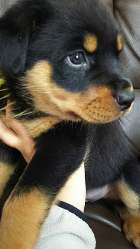 ロットワイラーの子犬　ブリーダー 子犬専門　AngelWan 横浜