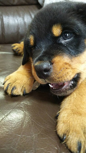 ロットワイラーの子犬　ブリーダー 子犬専門　AngelWan 横浜