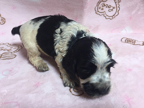イングリッシュコッカースパニエル　ブリーダー 子犬専門　AngelWan 横浜