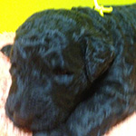 スタンダードプードルの子犬　ブリーダー 子犬専門　AngelWan 横浜