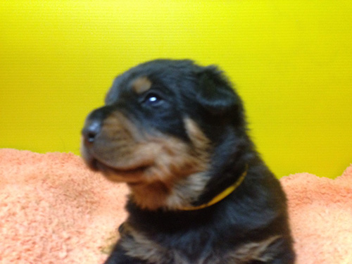 ロットワイラーの子犬 ブリーダー 子犬専門 AngelWan 横浜