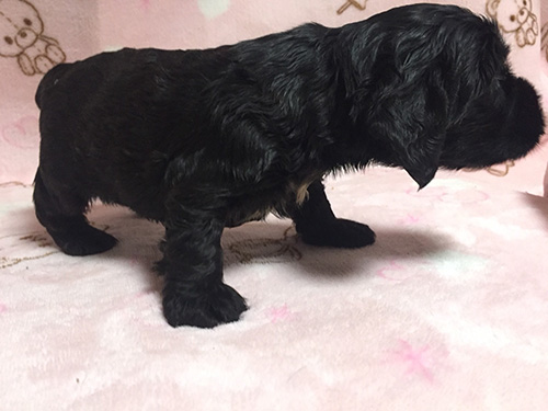 イングリッシュコッカースパニエル　ブリーダー 子犬専門　AngelWan 横浜