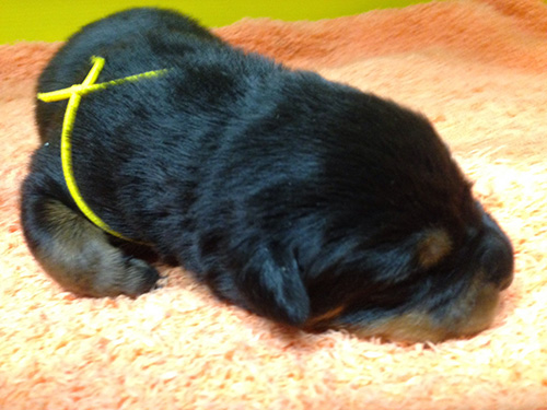 ロットワイラーの子犬 ブリーダー 子犬専門 AngelWan 横浜