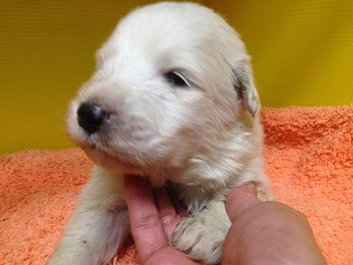 グレートピレニーズの子犬　ブリーダー 子犬専門　AngelWan 横浜