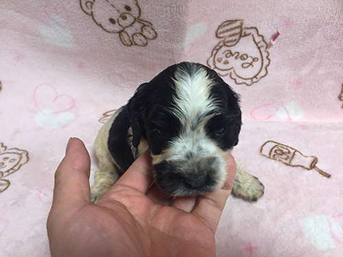 イングリッシュコッカースパニエル　ブリーダー 子犬専門　AngelWan 横浜