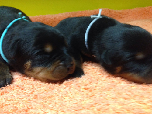 ロットワイラーの子犬 ブリーダー 子犬専門 AngelWan 横浜