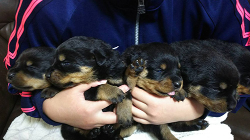 ロットワイラーの子犬　ブリーダー 子犬専門　AngelWan 横浜