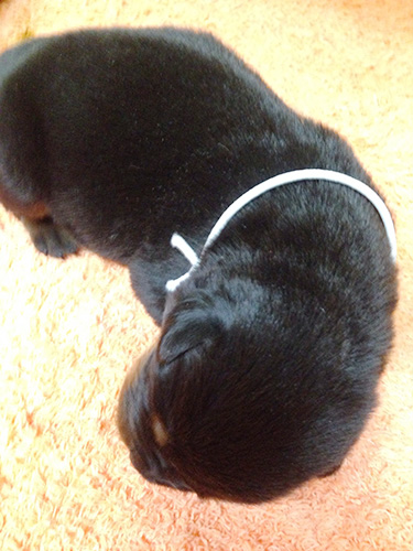 ロットワイラーの子犬 ブリーダー 子犬専門 AngelWan 横浜