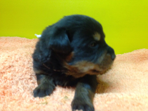 ロットワイラーの子犬 ブリーダー 子犬専門 AngelWan 横浜