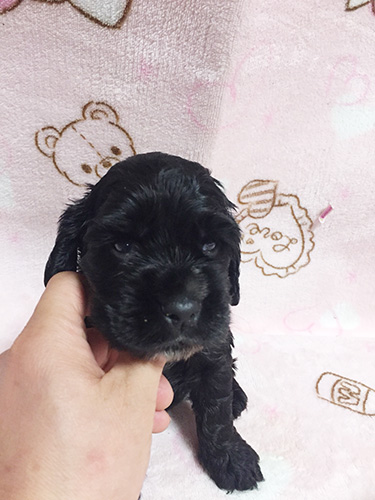 イングリッシュコッカースパニエル　ブリーダー 子犬専門　AngelWan 横浜