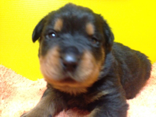 ロットワイラーの子犬 ブリーダー 子犬専門 AngelWan 横浜