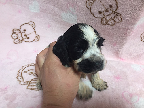 イングリッシュコッカースパニエル　ブリーダー 子犬専門　AngelWan 横浜