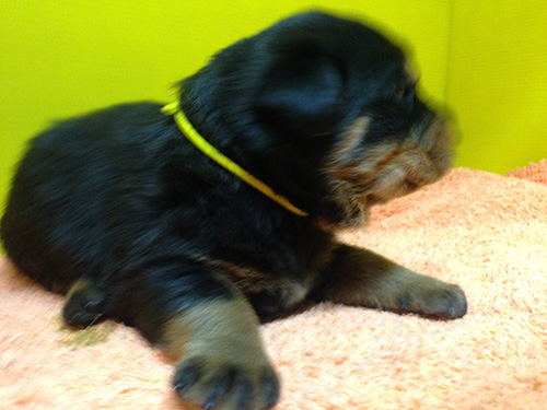 ロットワイラーの子犬 ブリーダー 子犬専門 AngelWan 横浜