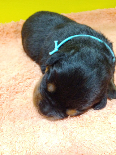 ロットワイラーの子犬 ブリーダー 子犬専門 AngelWan 横浜