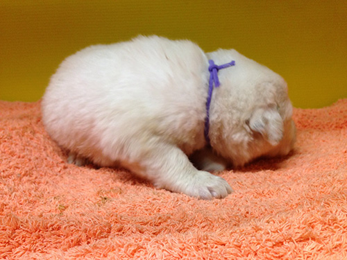 グレートピレニーズの子犬　ブリーダー 子犬専門　AngelWan 横浜