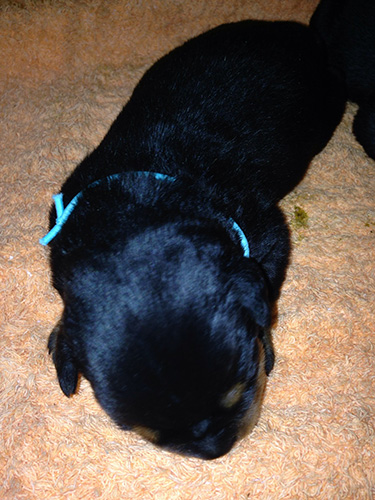 ロットワイラーの子犬 ブリーダー 子犬専門 AngelWan 横浜