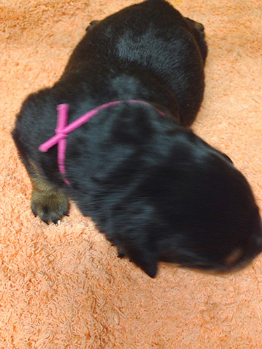 ロットワイラーの子犬　ブリーダー 子犬専門　AngelWan 横浜