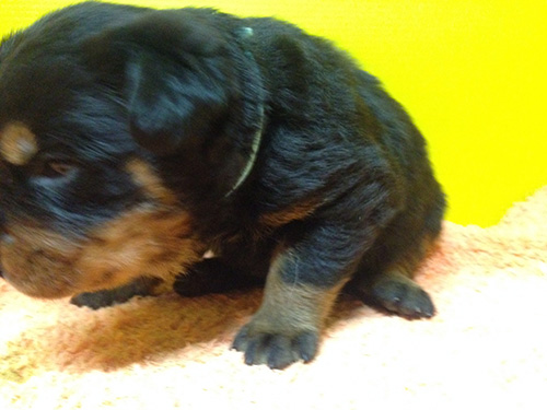 ブルーくんS__3629084