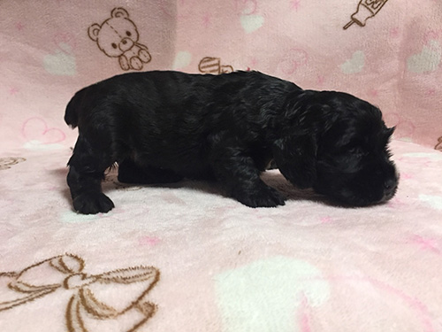 イングリッシュコッカースパニエル　ブリーダー 子犬専門　AngelWan 横浜