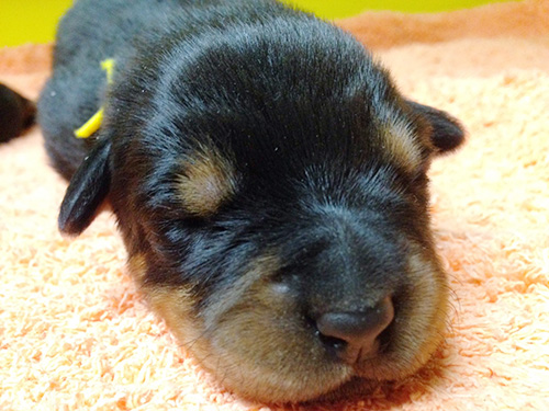 ロットワイラーの子犬 ブリーダー 子犬専門 AngelWan 横浜