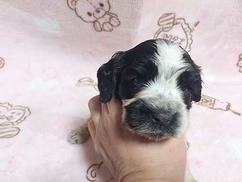 イングリッシュコッカースパニエル　ブリーダー 子犬専門　AngelWan 横浜