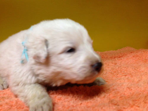 グレートピレニーズの子犬　ブリーダー 子犬専門　AngelWan 横浜