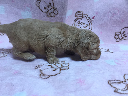 イングリッシュコッカースパニエル　ブリーダー 子犬専門　AngelWan 横浜