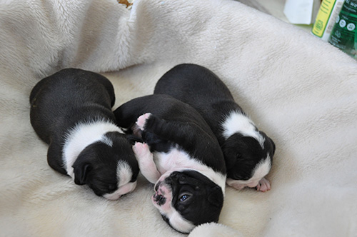 ボストンテリアの子犬　ブリーダー 子犬専門　AngelWan 横浜