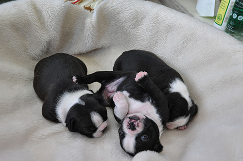 ボストンテリアの子犬　ブリーダー 子犬専門　AngelWan 横浜