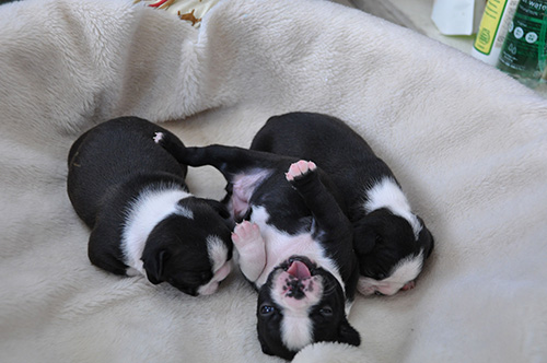 ボストンテリアの子犬　ブリーダー 子犬専門　AngelWan 横浜