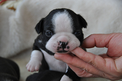 ボストンテリアの子犬　ブリーダー 子犬専門　AngelWan 横浜