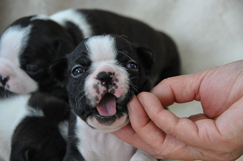 ボストンテリアの子犬 ブリーダー 子犬専門 AngelWan 横浜
