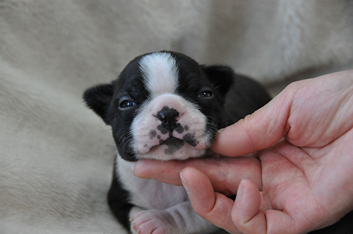 ボストンテリアの子犬　ブリーダー 子犬専門　AngelWan 横浜