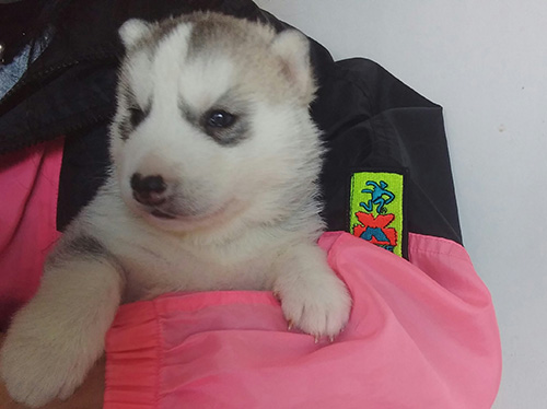 シベリアンハスキーの子犬 ブリーダー 子犬専門 AngelWan 横浜