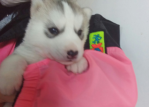 シベリアンハスキーの子犬 ブリーダー 子犬専門 AngelWan 横浜