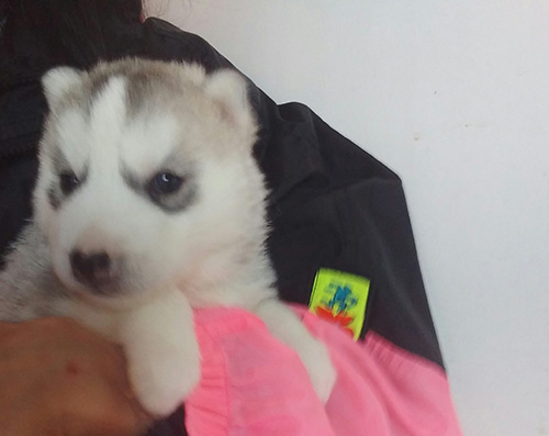 シベリアンハスキーの子犬 ブリーダー 子犬専門 AngelWan 横浜