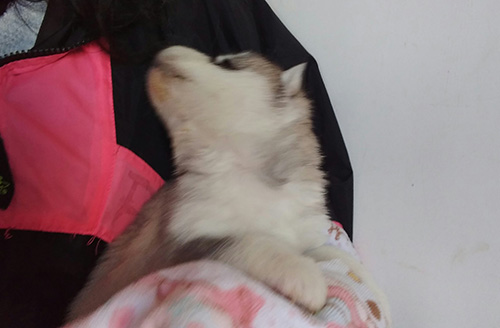 シベリアンハスキーの子犬　ブリーダー 子犬専門　AngelWan 横浜