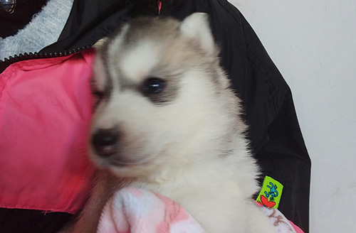 シベリアンハスキーの子犬　ブリーダー 子犬専門　AngelWan 横浜