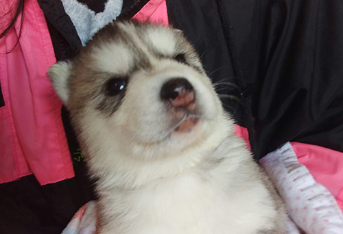 シベリアンハスキーの子犬　ブリーダー 子犬専門　AngelWan 横浜
