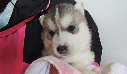 シベリアンハスキーの子犬　ブリーダー 子犬専門　AngelWan 横浜