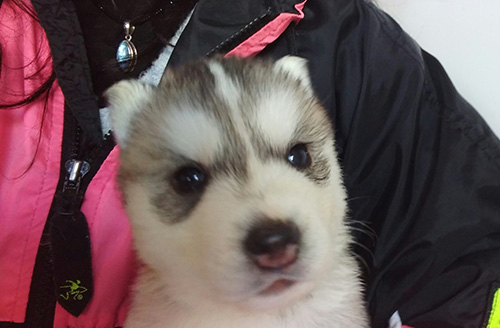 シベリアンハスキーの子犬　ブリーダー 子犬専門　AngelWan 横浜