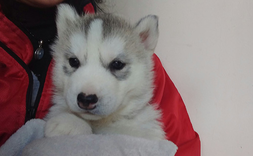 シベリアンハスキーの子犬 ブリーダー 子犬専門 AngelWan 横浜