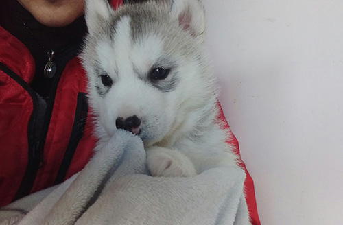 シベリアンハスキーの子犬 ブリーダー 子犬専門 AngelWan 横浜