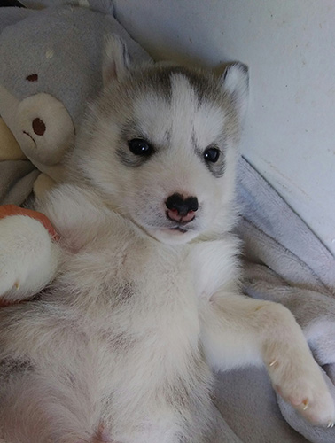 シベリアンハスキーの子犬 ブリーダー 子犬専門 AngelWan 横浜