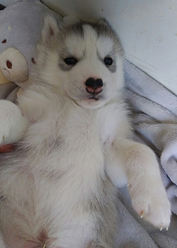 シベリアンハスキーの子犬 ブリーダー 子犬専門 AngelWan 横浜