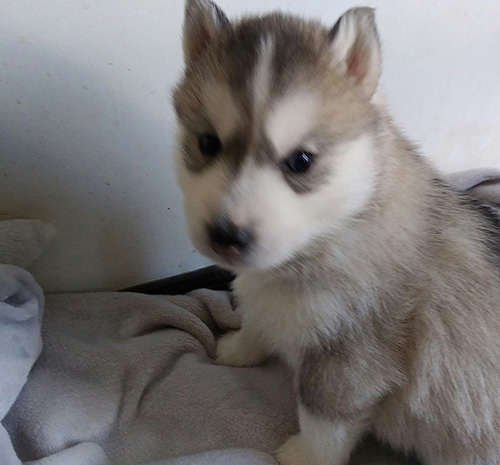 シベリアンハスキーの子犬 ブリーダー 子犬専門 AngelWan 横浜