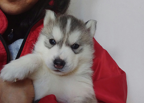 シベリアンハスキーの子犬 ブリーダー 子犬専門 AngelWan 横浜
